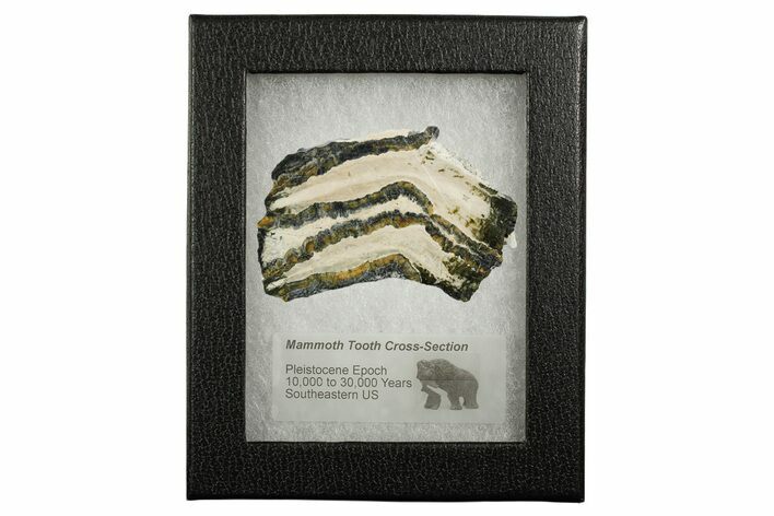 Mammoth Molar Slice With Case - South Carolina #349972